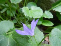 Campanula poscharskyana 23, Kruipklokje, Saxifraga-Rutger Barendse