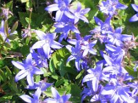 Campanula poscharskyana 4, Kruipklokje, Saxifraga-Jasenka Topic