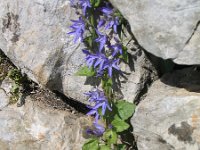 Campanula poscharskyana 6, Kruipklokje, Saxifraga-Jasenka Topic