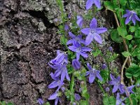 Campanula poscharskyana 8, Kruipklokje, Saxifraga-Ab H Baas