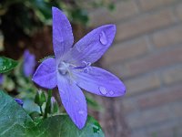 Campanula poscharskyana 9, Kruipklokje, Saxifraga-Ab H Baas