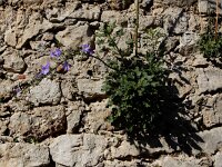 Campanula pyramidalis 14, Piramideklokje, Saxifraga-Ed Stikvoort : Krk a900