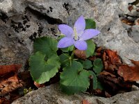 Campanula pyramidalis 15, Piramideklokje, Saxifraga-Ed Stikvoort : Kastav s9900