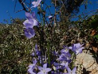 Campanula pyramidalis 18, Piramideklokje, Saxifraga-Ed Stikvoort : Krk s9900