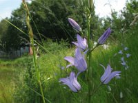 Campanula rapunculus 2, Rapunzelklokje, Saxifraga-Rutger Barendse