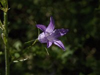 Campanula rapunculus 20, Rapunzelklokje, Saxifraga-Jan van der Straaten