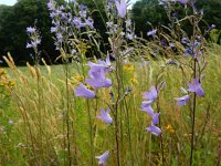 Campanula rapunculus 27, Rapunzelklokje, Saxifraga-Peter Meininger