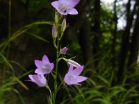 Campanula rapunculus 41, Rapunzelklokje, Saxifraga-Ed Stikvoort