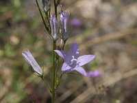 Campanula rapunculus 48, Rapunzelklokje, Saxifraga-Willem van Kruijsbergen