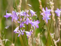 Campanula rapunculus 60, Rapunzelklokje, Saxifraga-Bart Vastenhouw