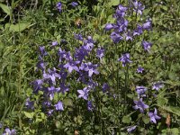 Campanula rapunculus 71, Rapunzelklokje, Saxifraga-Willem van Kruijsbergen