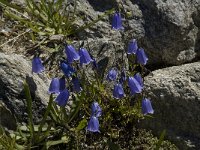 Campanula rotundifolia 10, Grasklokje, Saxifraga-Willem van Kruijsbergen