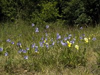 Campanula rotundifolia 12, Grasklokje, Saxifraga-Willem van Kruijsbergen