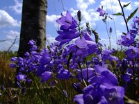 Campanula rotundifolia 14, Grasklokje, Saxifraga-Rudmer Zwerver