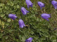 Campanula rotundifolia 15, Grasklokje, Saxifraga-Willem van Kruijsbergen