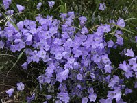 Campanula rotundifolia 16, Grasklokje, Saxifraga-Peter Meininger