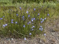 Campanula rotundifolia 19, Grasklokje, Saxifraga-Jan van der Straaten