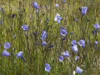 Campanula rotundifolia 20, Grasklokje, Saxifraga-Jan van der Straaten