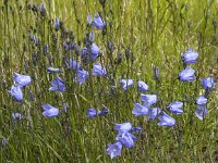 Campanula rotundifolia 21, Grasklokje, Saxifraga-Jan van der Straaten