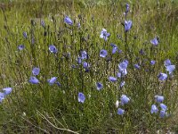 Campanula rotundifolia 24, Grasklokje, Saxifraga-Jan van der Straaten