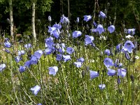 Campanula rotundifolia 28, Grasklokje, Saxifraga-Jan van der Straaten