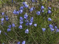 Campanula rotundifolia 29, Grasklokje, Saxifraga-Jan van der Straaten