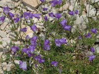 Campanula rotundifolia 3, Grasklokje, Saxifraga-Marijke Verhagen