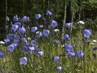 Campanula rotundifolia 30, Grasklokje, Saxifraga-Jan van der Straaten