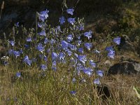 Campanula rotundifolia 32, Grasklokje, Saxifraga-Jan van der Straaten