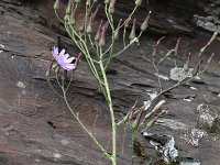 Campanula rotundifolia 33, Grasklokje, Saxifraga-Peter Meininger