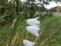 Campanula rotundifolia 39, Grasklokje, Saxifraga-Rutger Barendse