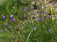 Campanula rotundifolia 4, Grasklokje, Saxifraga-Marijke Verhagen