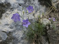 Campanula rotundifolia 42, Grasklokje, Saxifraga-Willem van Kruijsbergen