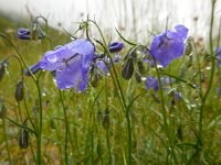 Campanula rotundifolia 43, Grasklokje, Saxifraga-Ed Stikvoort