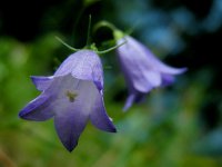 Campanula rotundifolia 46, Grasklokje, Saxifraga-Ed Stikvoort