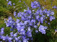 Campanula rotundifolia 49, Grasklokje, Saxifraga-Peter Meininger