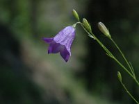 Campanula rotundifolia 5, Grasklokje, Saxifraga-Marijke Verhagen