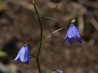 Campanula rotundifolia 51, Grasklokje, Saxifraga-Jan van der Straaten