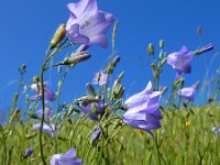 Campanula rotundifolia 52, Grasklokje, Saxifraga-Ed Stikvoort