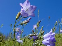 Campanula rotundifolia 54, Grasklokje, Saxifraga-Ed Stikvoort