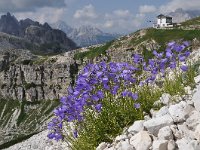 Campanula rotundifolia 55, Grasklokje, Saxifraga-Harry Jans