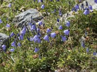 Campanula rotundifolia 59, Grasklokje, Saxifraga-Willem van Kruijsbergen