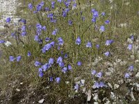 Campanula rotundifolia 60, Grasklokje, Saxifraga-Willem van Kruijsbergen