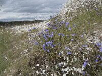 Campanula rotundifolia 61, Grasklokje, Saxifraga-Willem van Kruijsbergen