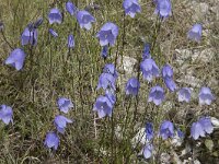 Campanula rotundifolia 62, Grasklokje, Saxifraga-Willem van Kruijsbergen