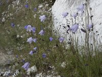Campanula rotundifolia 63, Grasklokje, Saxifraga-Willem van Kruijsbergen