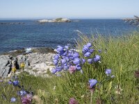 Campanula rotundifolia 64, Grasklokje, Saxifraga-Willem van Kruijsbergen
