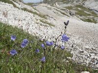Campanula rotundifolia 65, Grasklokje, Saxifraga-Willem van Kruijsbergen