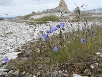 Campanula rotundifolia 66, Grasklokje, Saxifraga-Willem van Kruijsbergen
