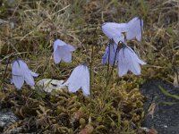 Campanula rotundifolia 67, Grasklokje, Saxifraga-Willem van Kruijsbergen